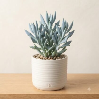 Senecio kleiniiformis