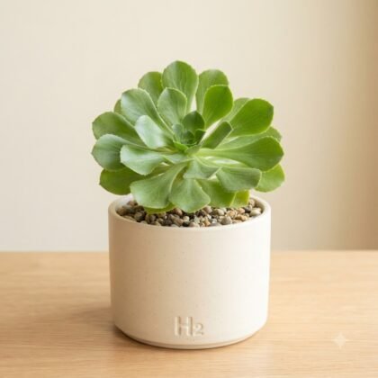 A potted green succulent in a light-colored ceramic pot with the label H2 on a wooden surface.