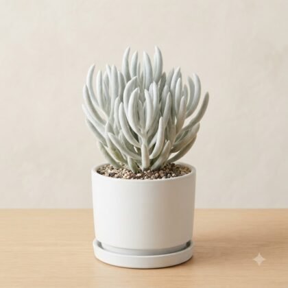 Potted succulent with pale, finger-like leaves in a white ceramic pot on a wooden surface.