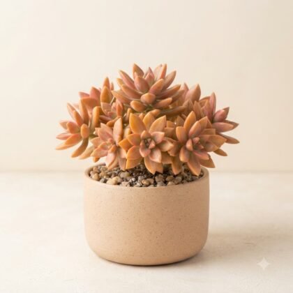 Sedum California Sunset