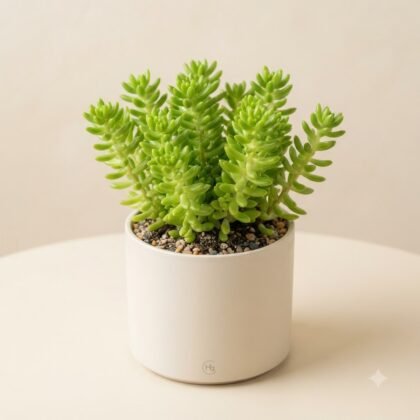 Sedum Green China