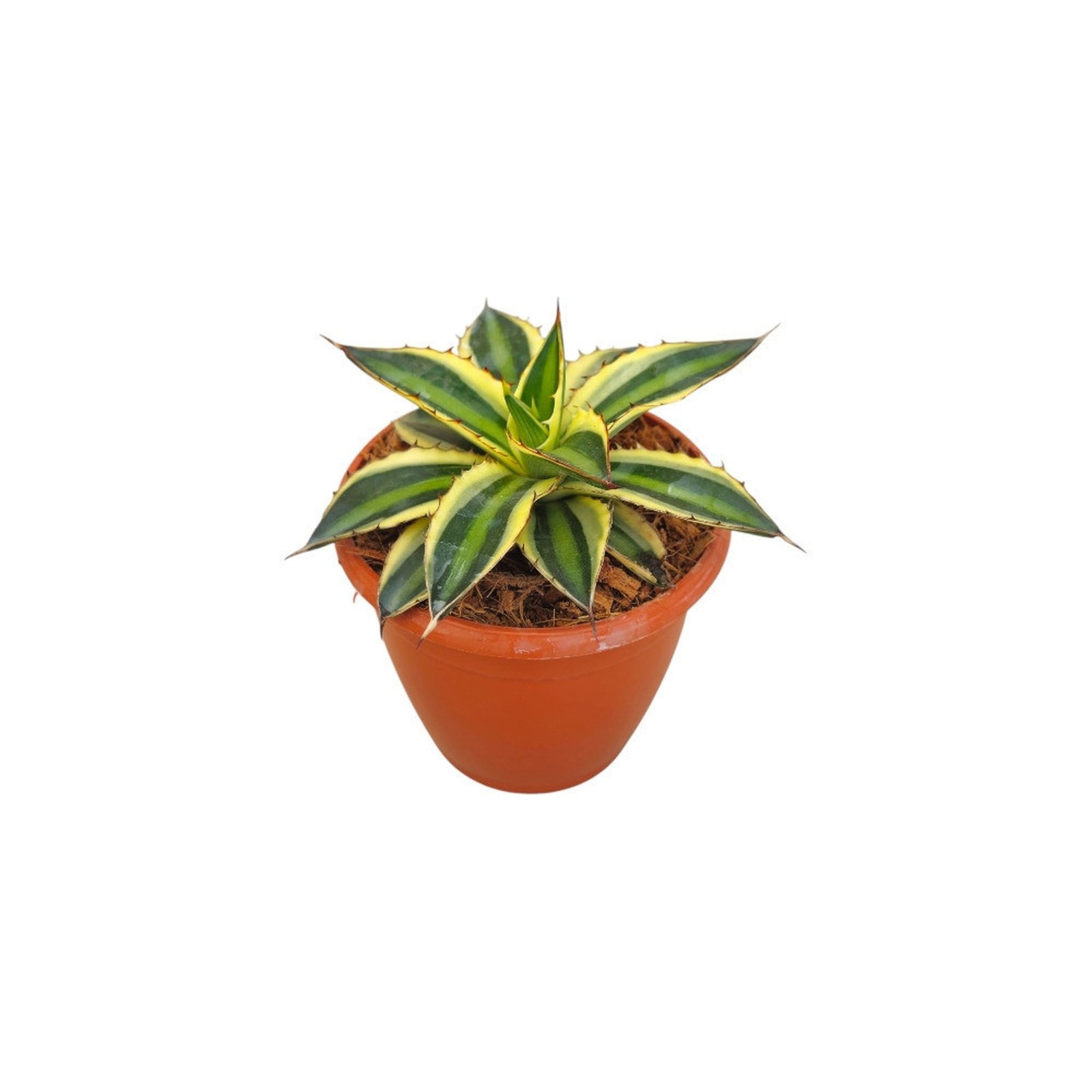Agave Lophantha Quadricolor in a terracotta pot against a white background.