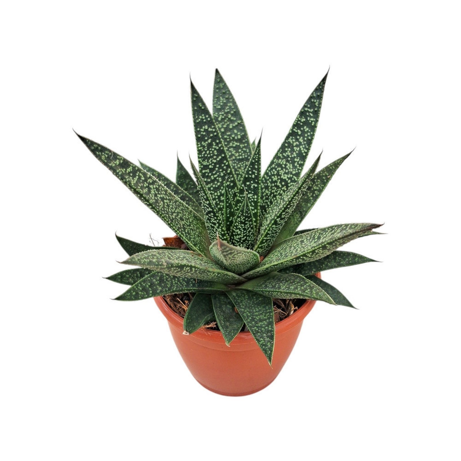 Aloe hybrida Flow succulent in a small pot against a white background.