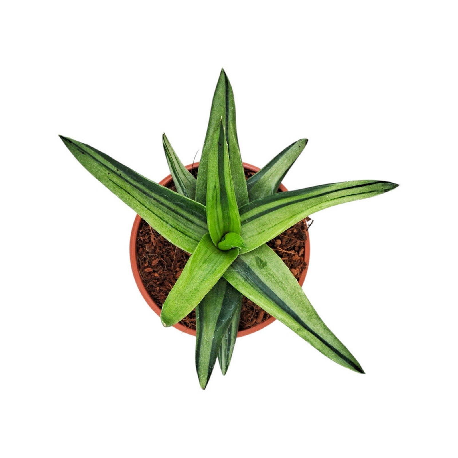 Top-down view of Aloe Haworthioides Black Gem Variegated succulent in a pot.