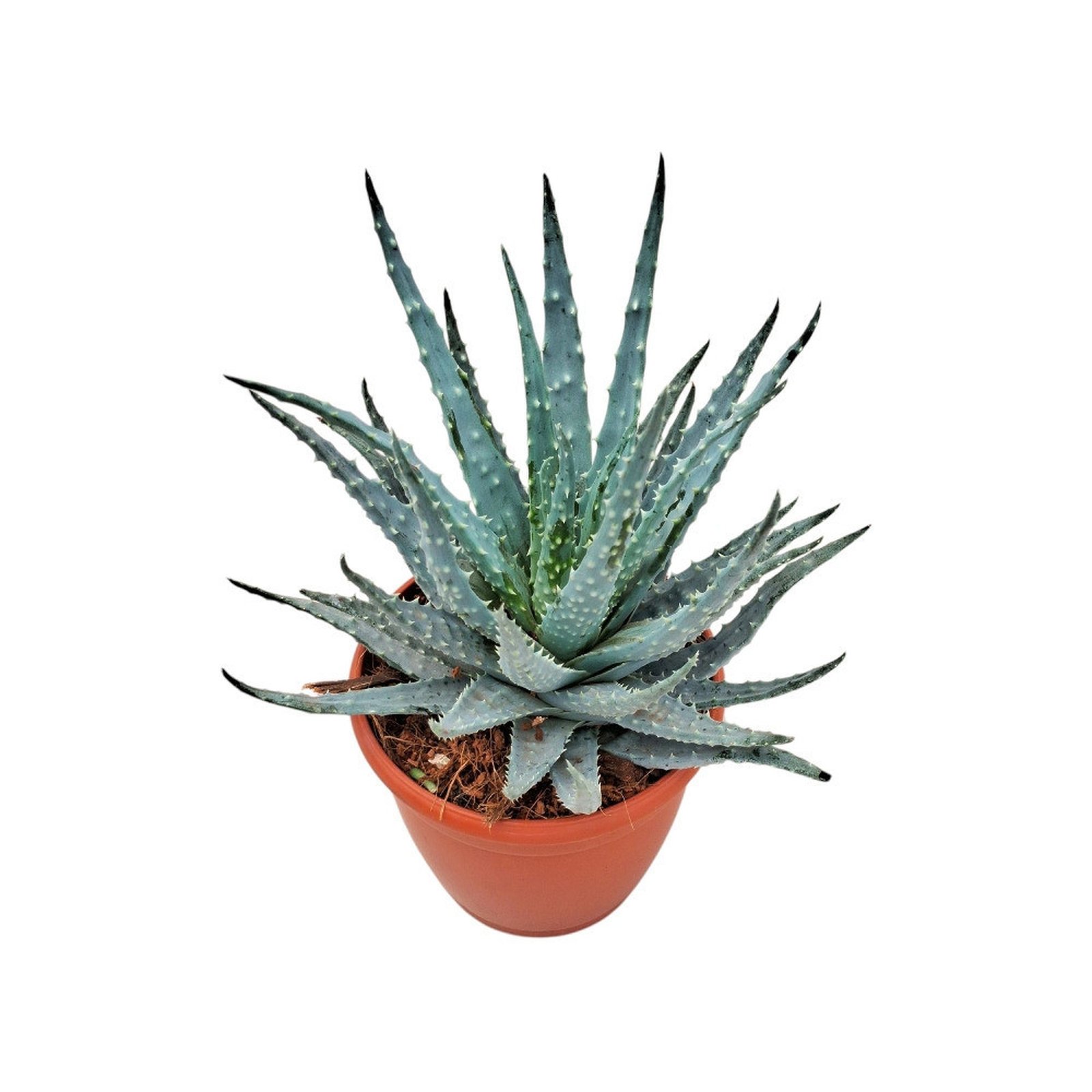 Aloe humilis succulent in a small plastic pot, viewed from above against a white background.